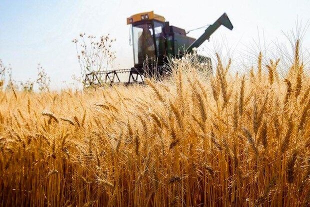 صوت|| آغاز پرداخت مطالبات گندمکاران گلستانی